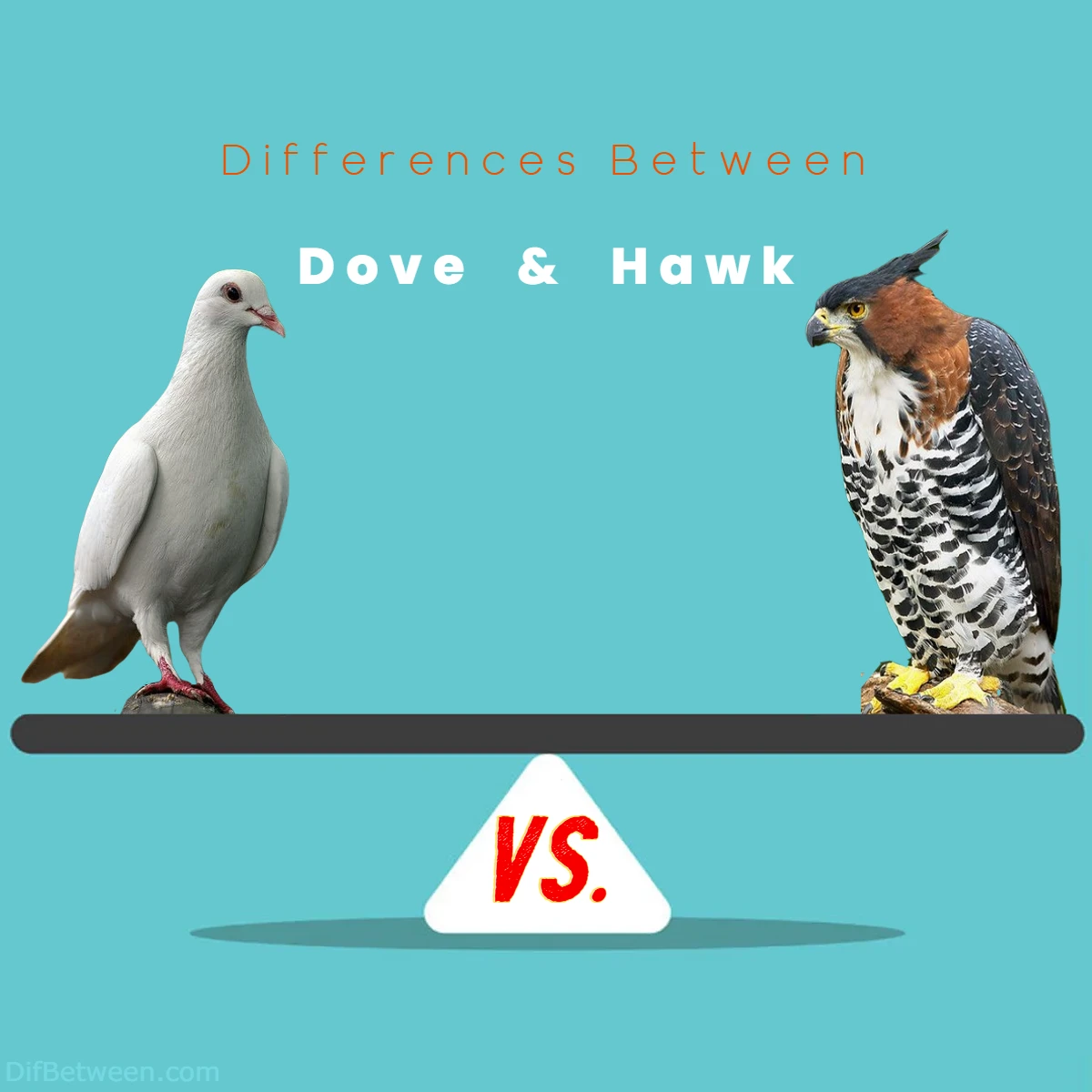 Differences Between Dove vs Hawk