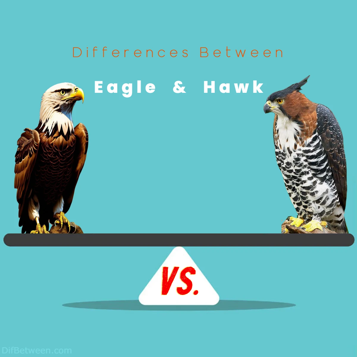 Differences Between Eagle vs Hawk