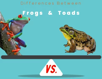 Tetrapods vs Amphibians: Key Differences Unveiled