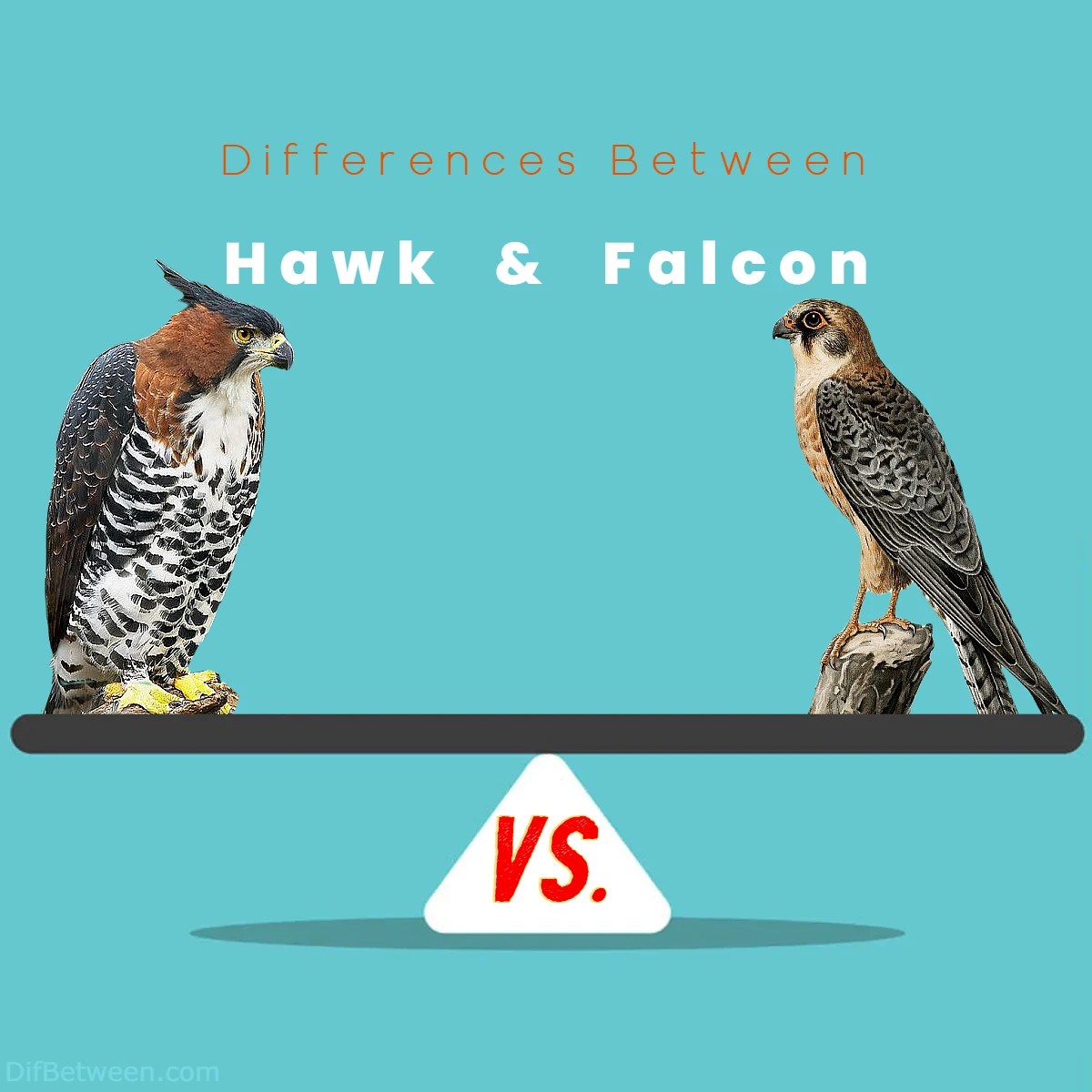 Differences Between Hawk vs Falcon