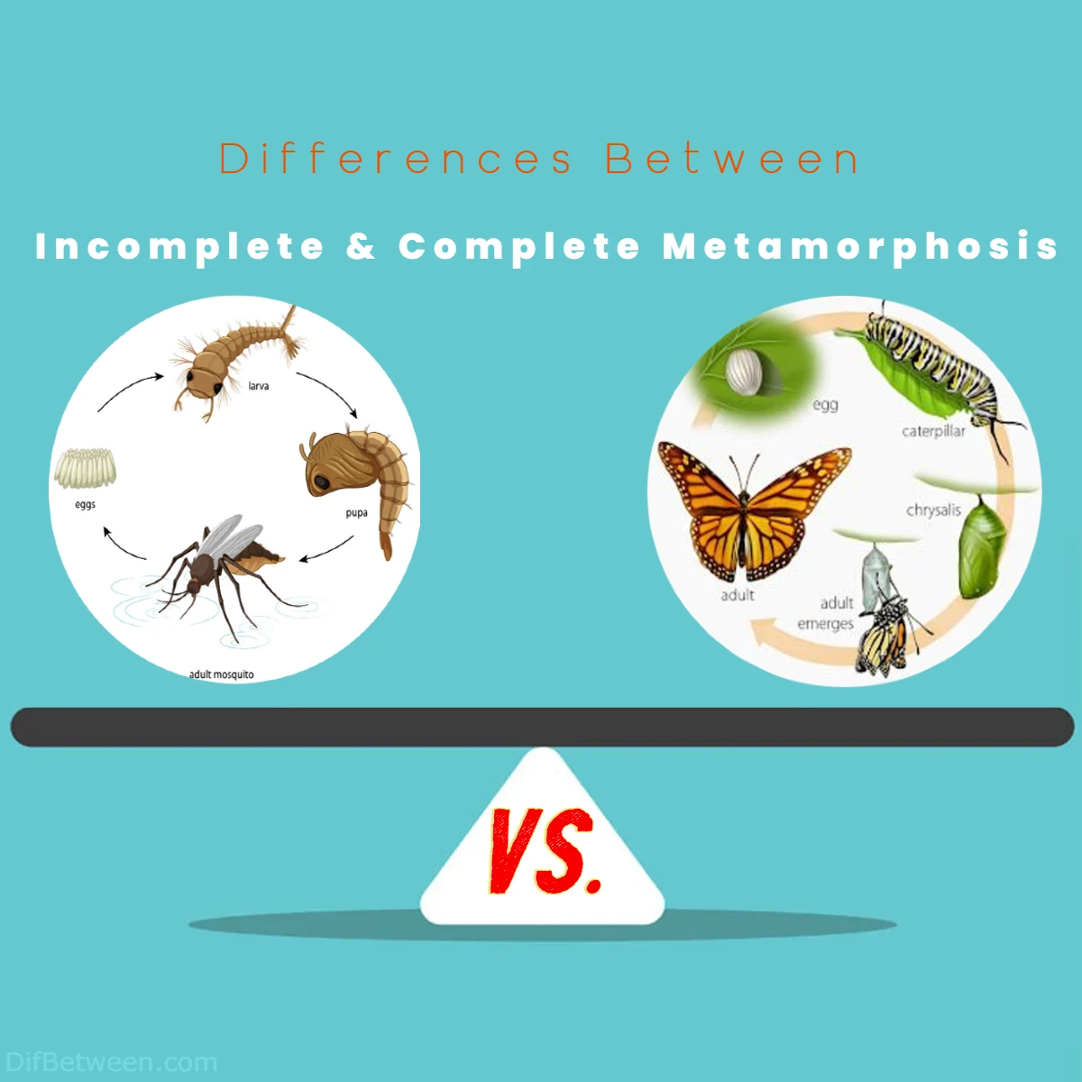 Differences Between Incomplete vs Complete Metamorphosis