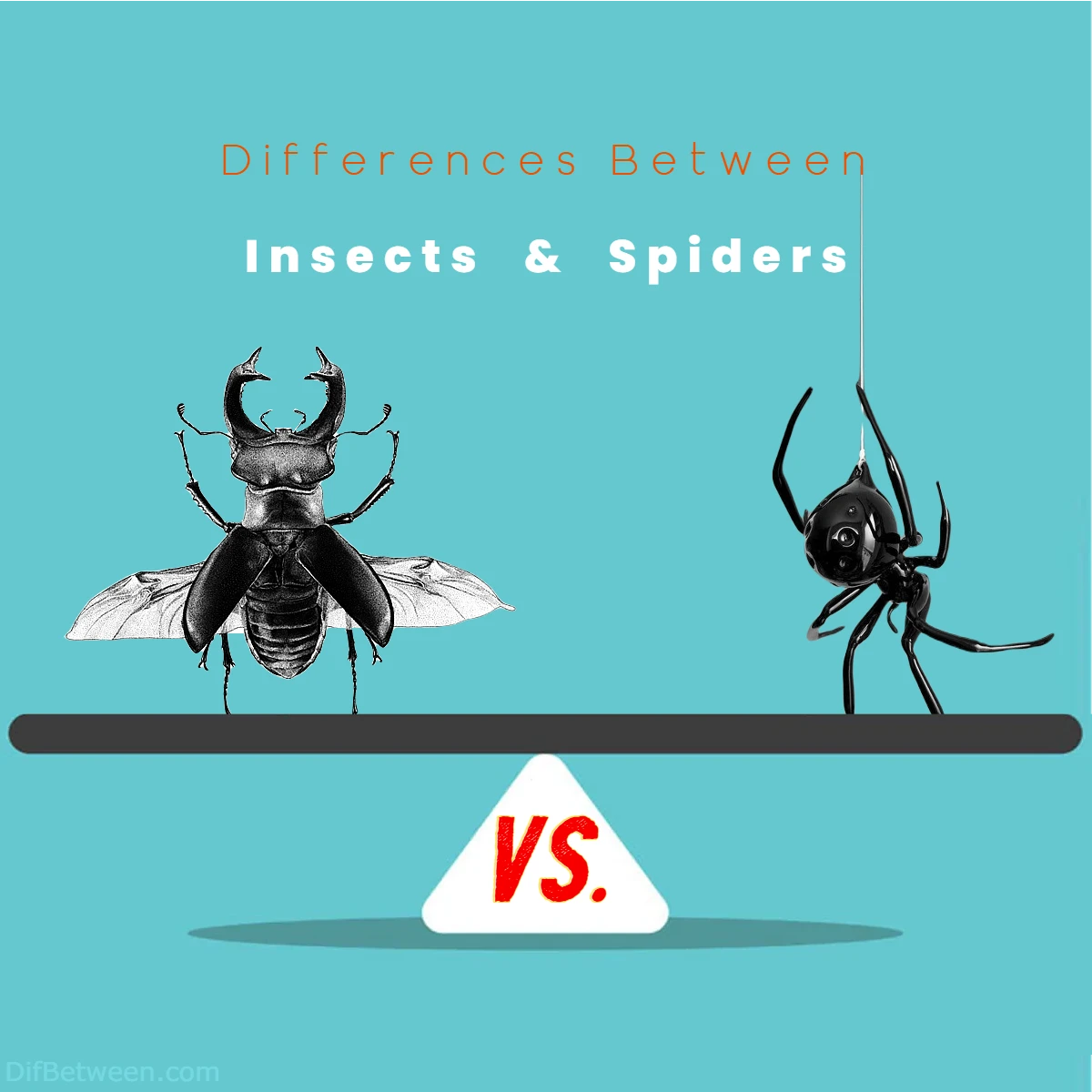 Differences Between Insects vs Spiders