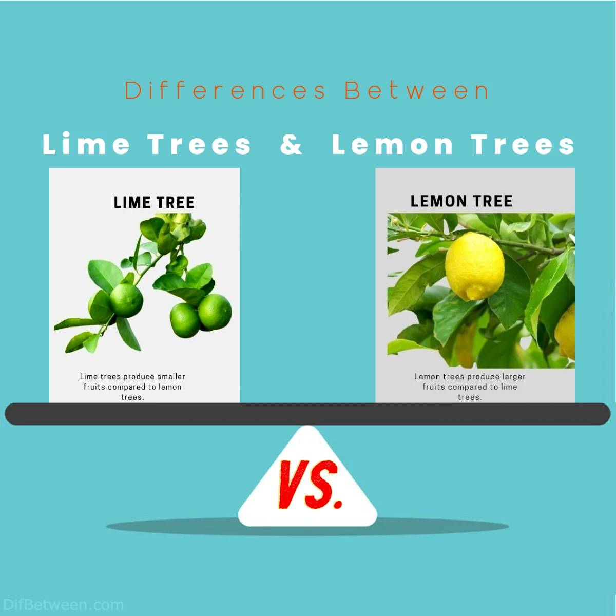 Differences Between Lime vs Lemon Trees