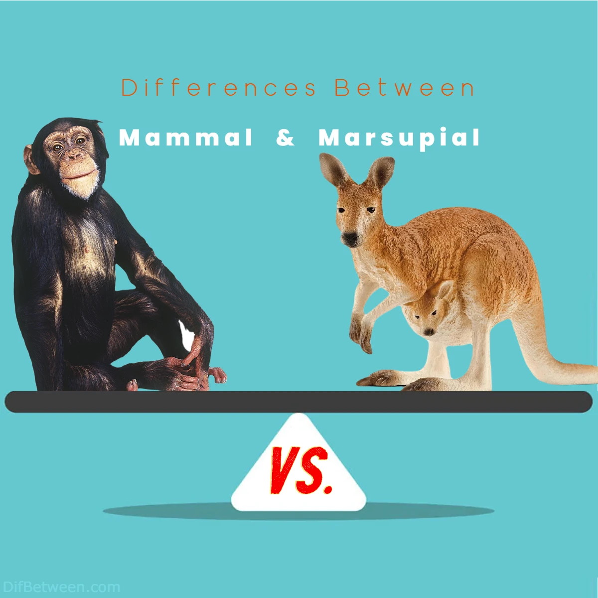 Differences Between Mammal vs Marsupial