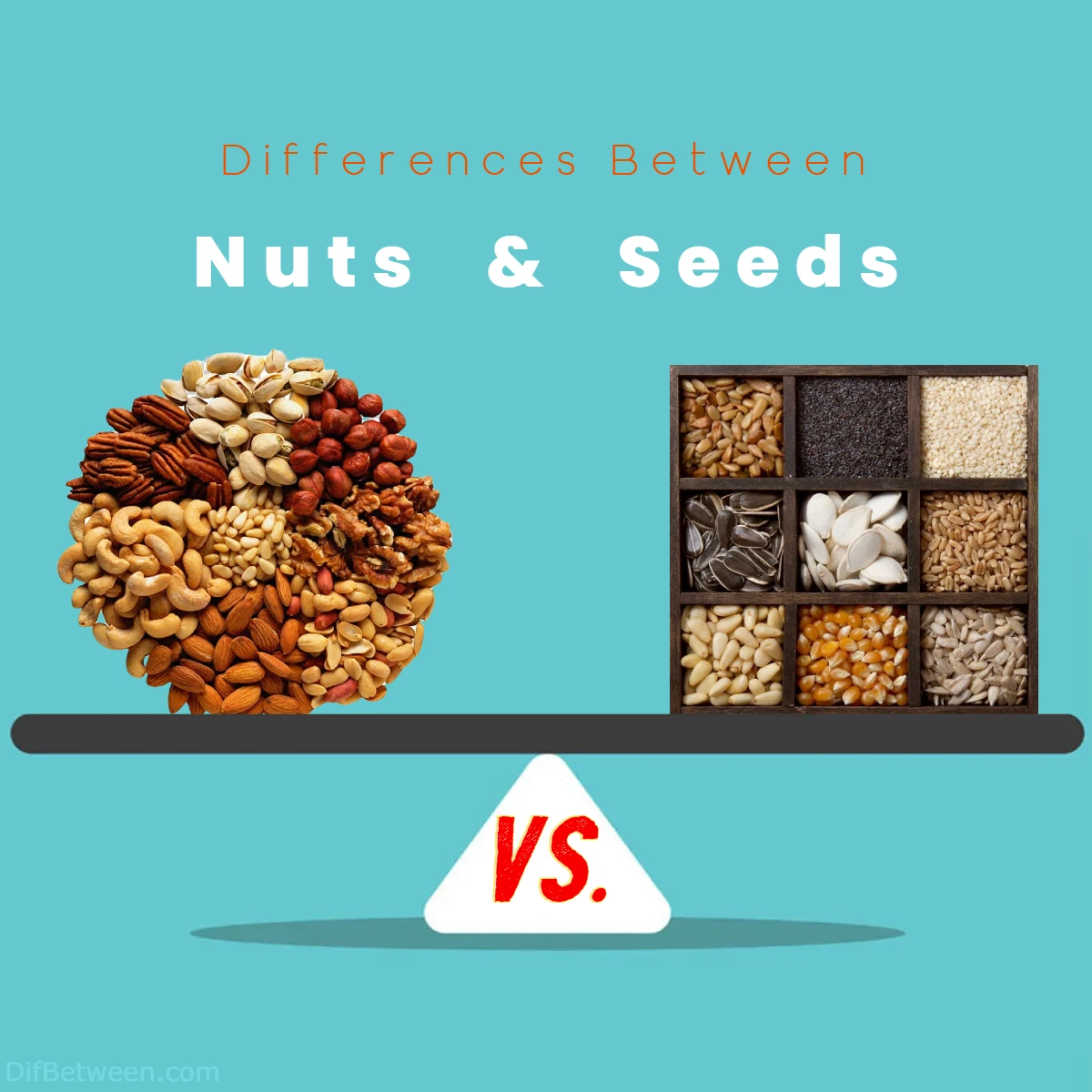 Differences Between Nuts vs Seeds