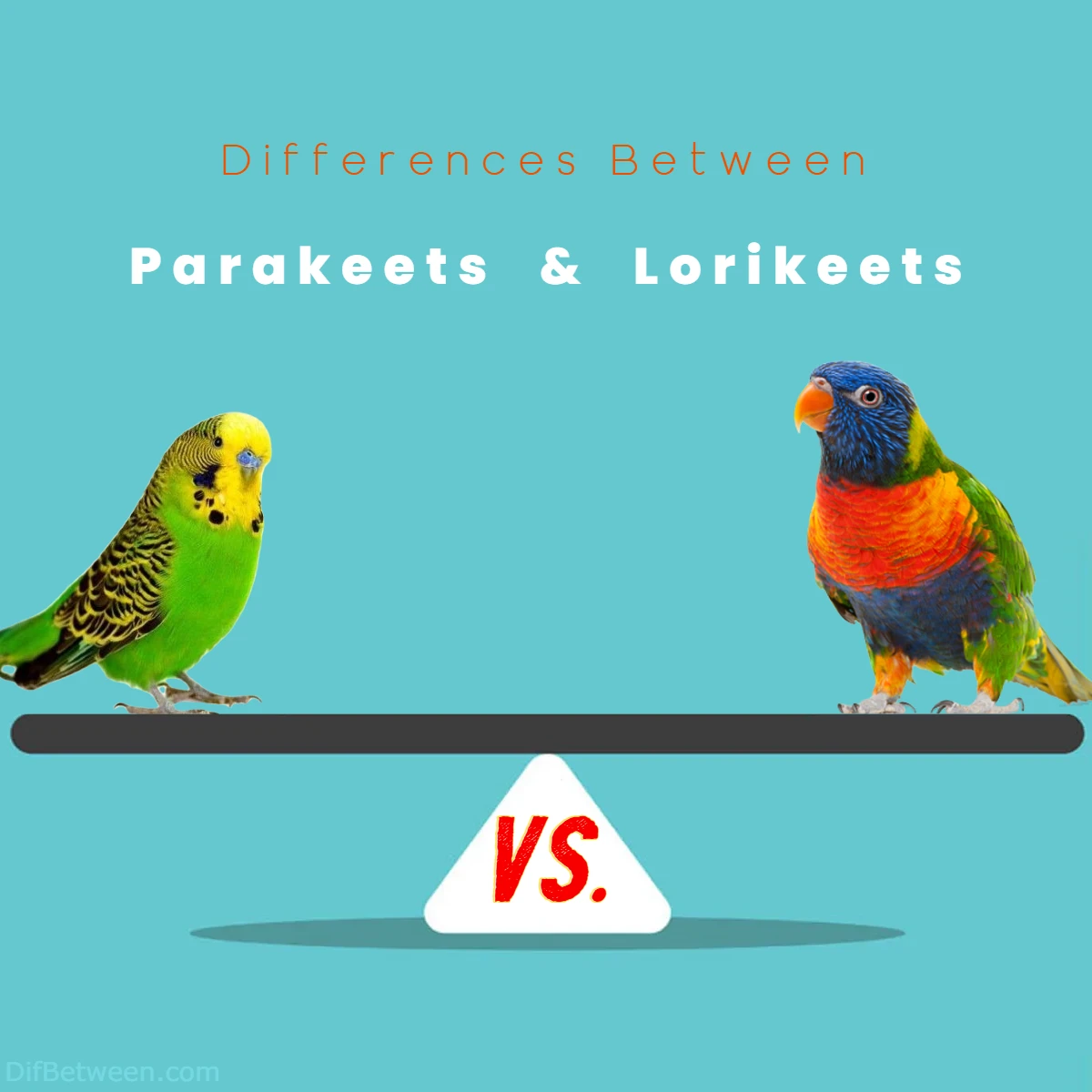 Differences Between Parakeets vs Lorikeets