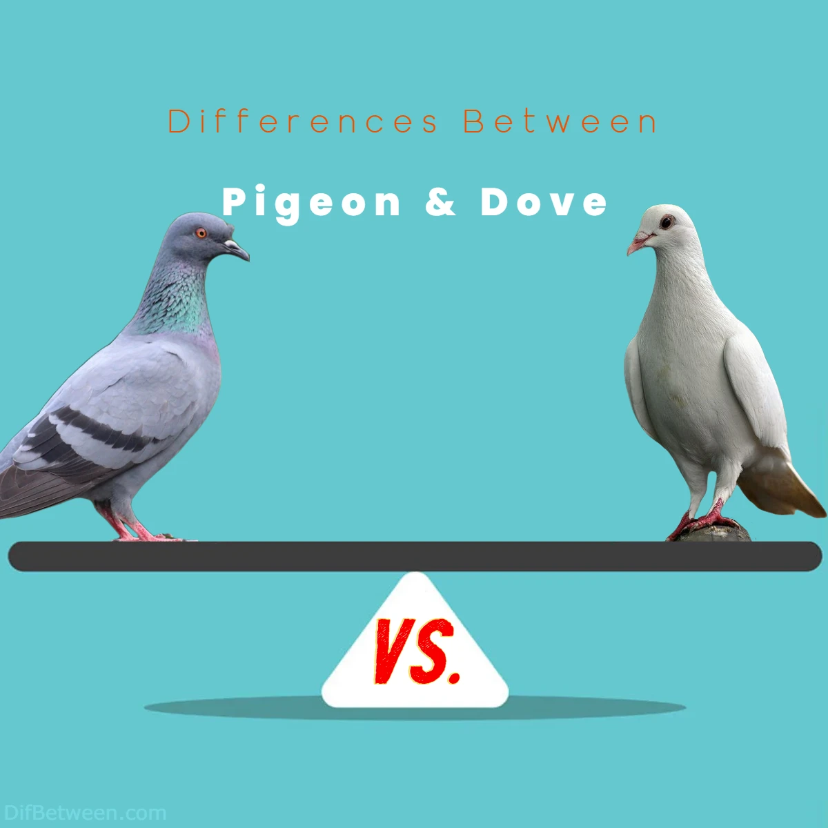 Differences Between Pigeon vs Dove