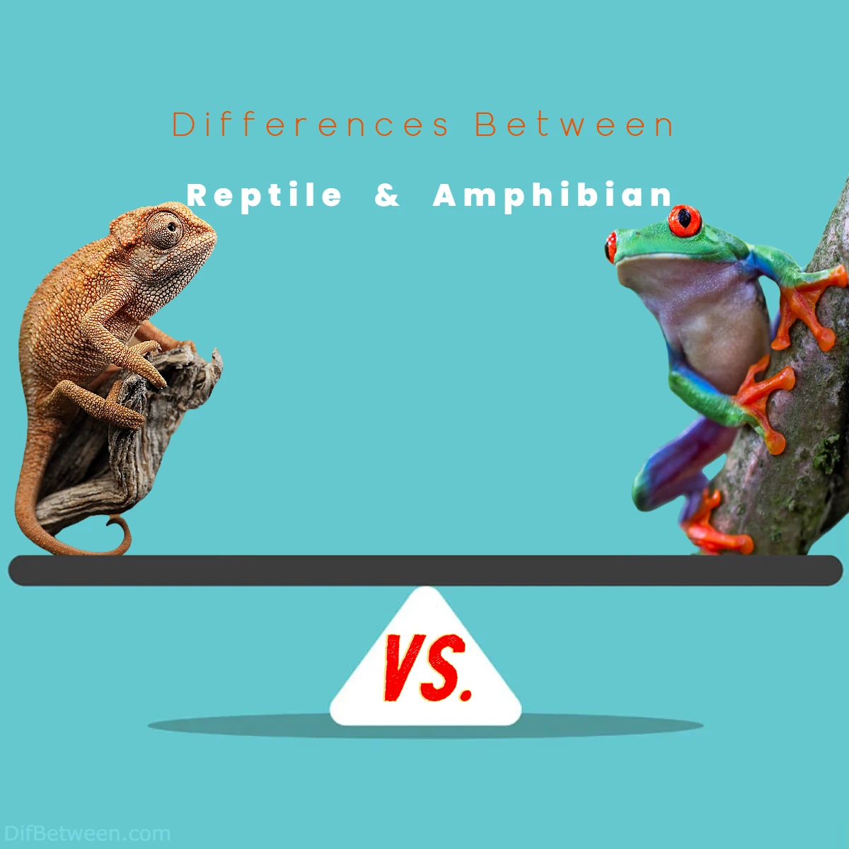 Differences Between Reptile vs Amphibian
