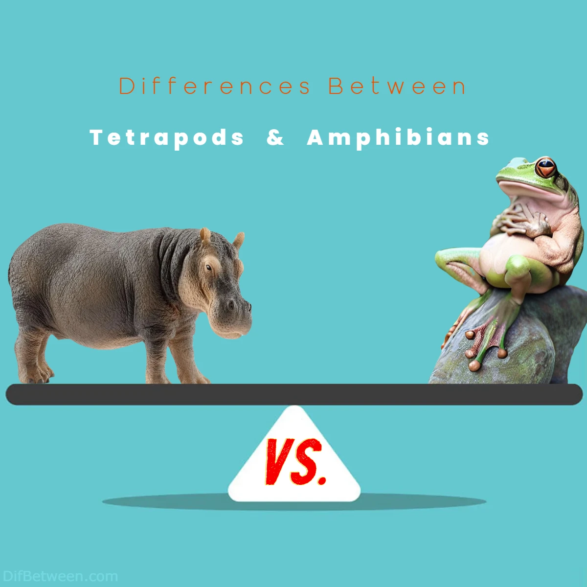 Differences Between Tetrapods vs Amphibians