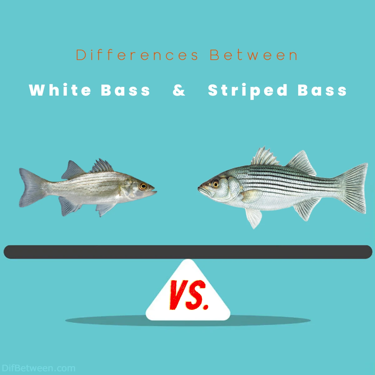 Differences Between White Bass vs Striped Bass