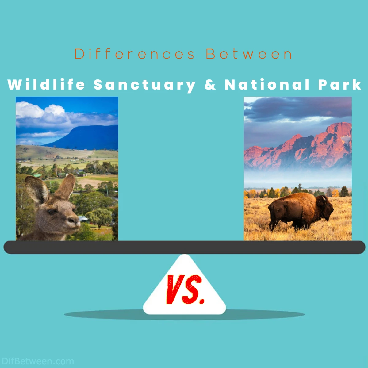 Differences Between Wildlife Sanctuary vs National Park