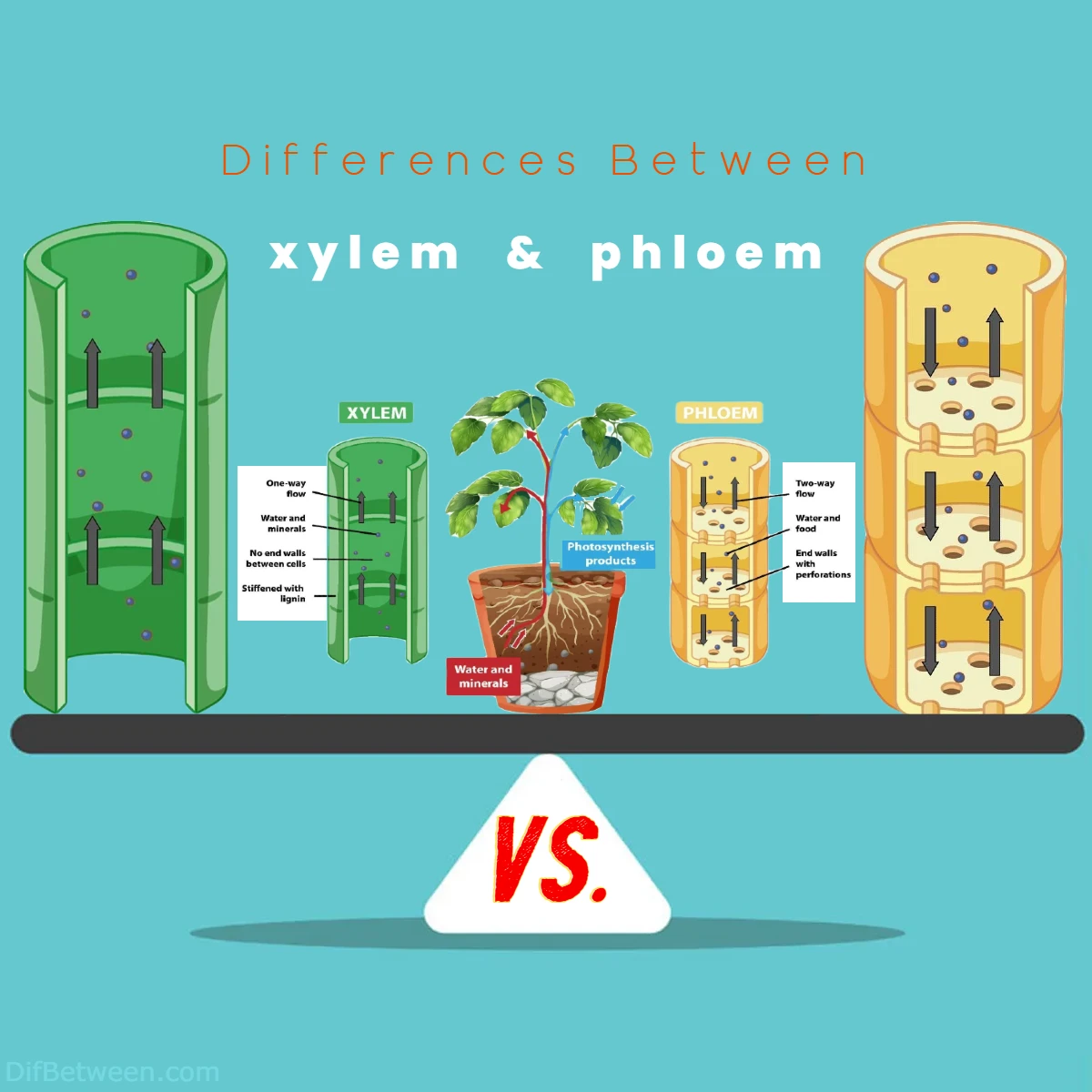 Differences Between xylem vs phloem