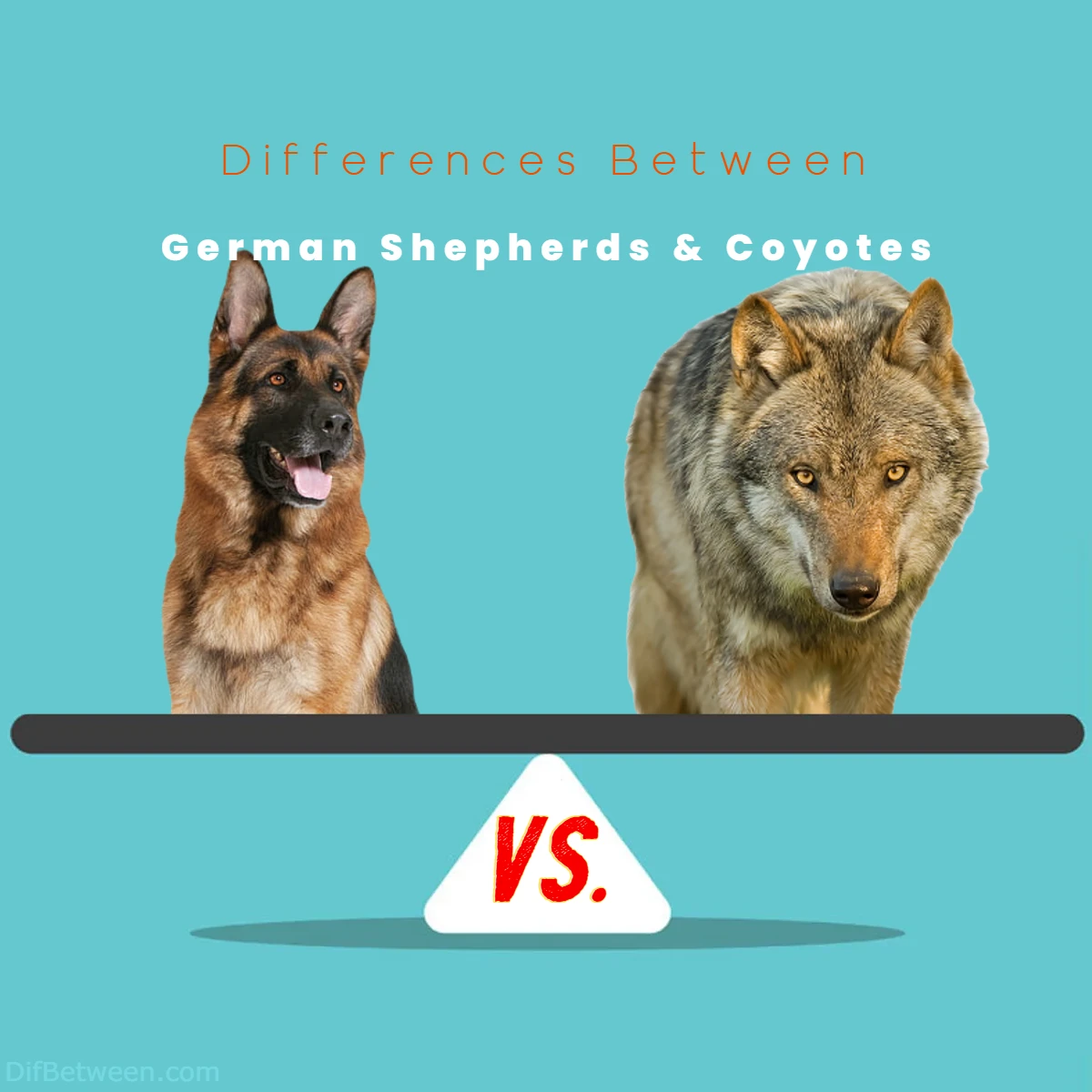 Difference Between Coyotes and German Shepherds