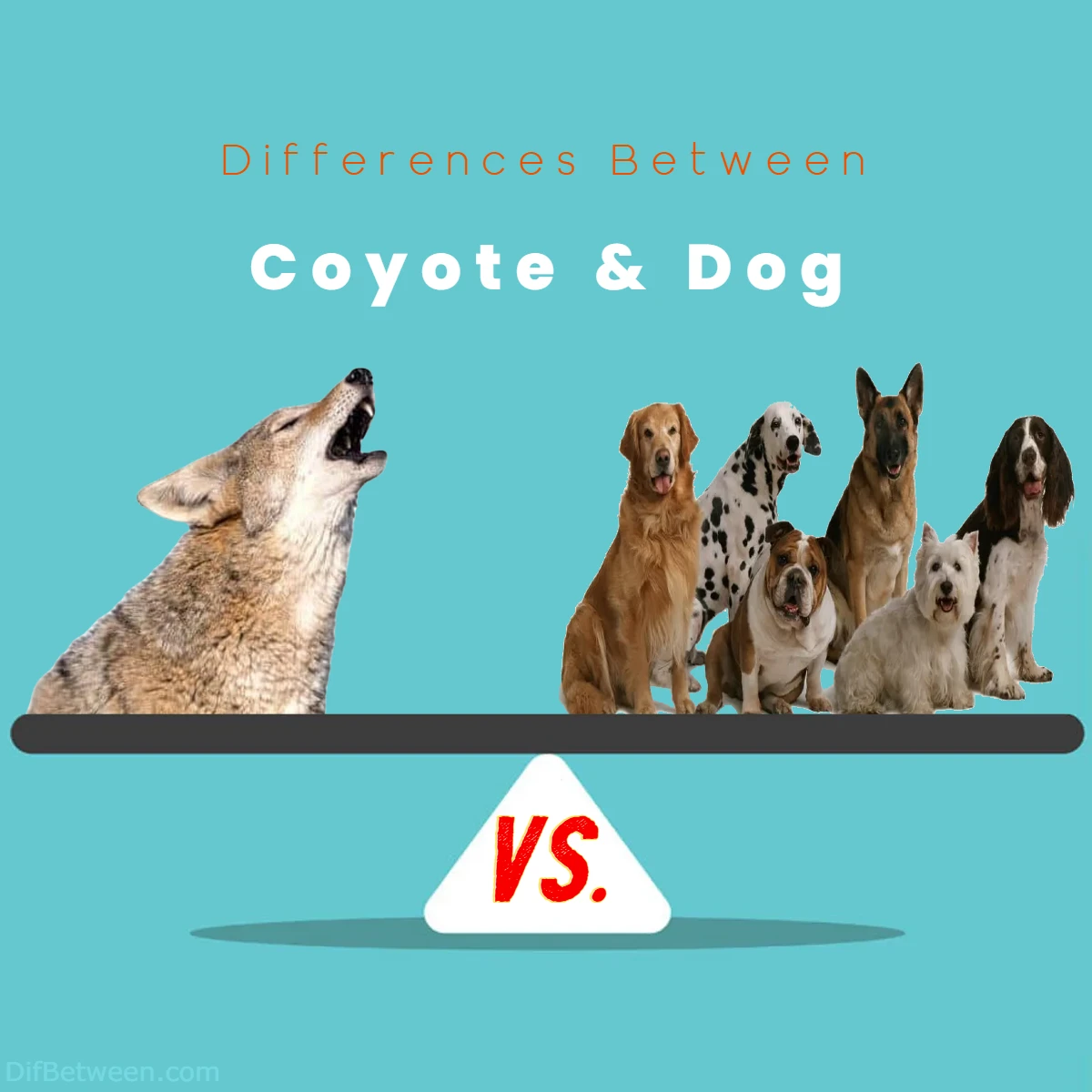 Difference Between Dog and Coyote