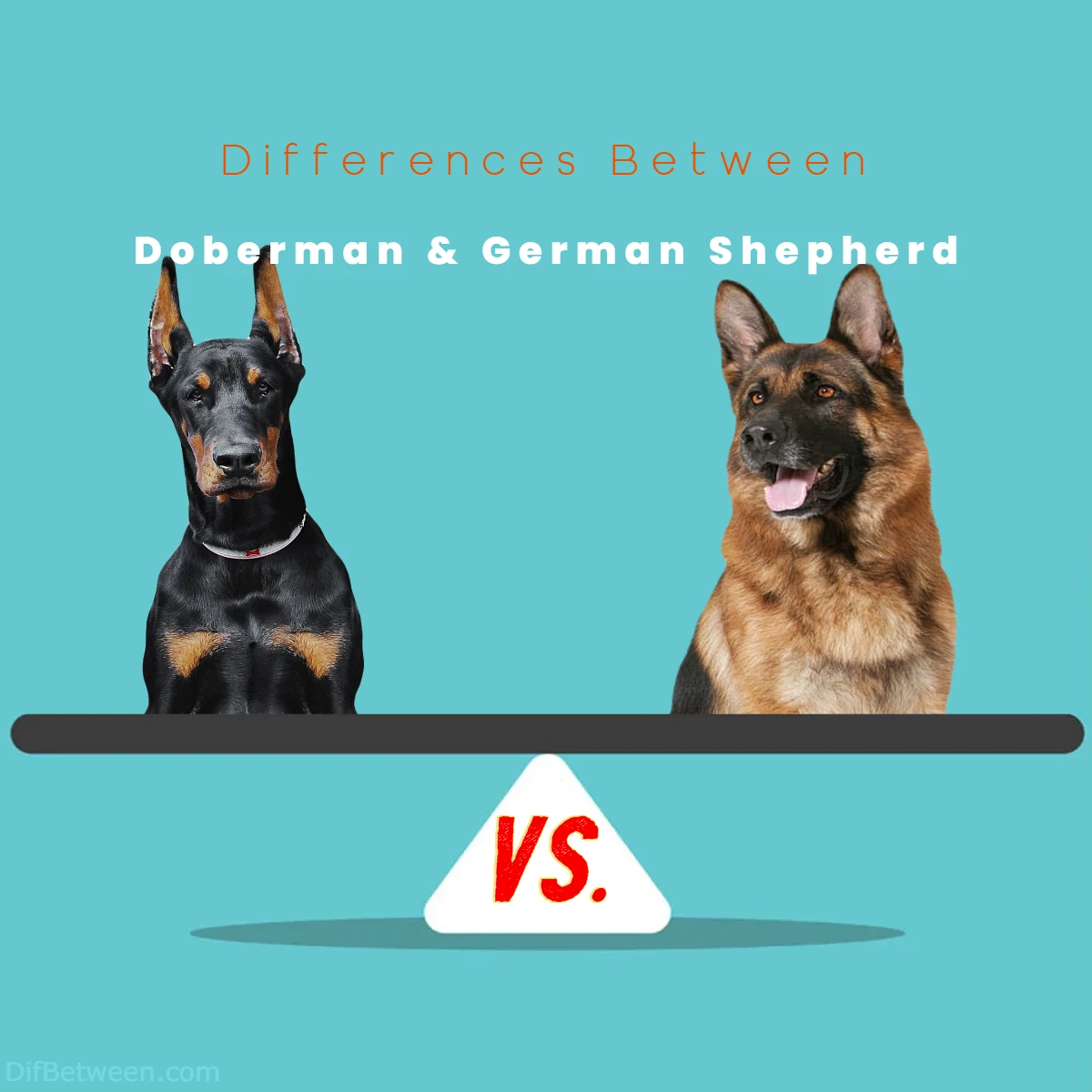 Difference Between German Shepherd and Doberman
