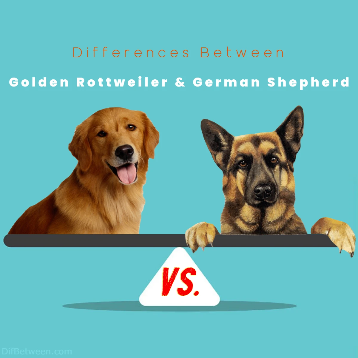 Difference Between German Shepherd and Golden Rottweiler