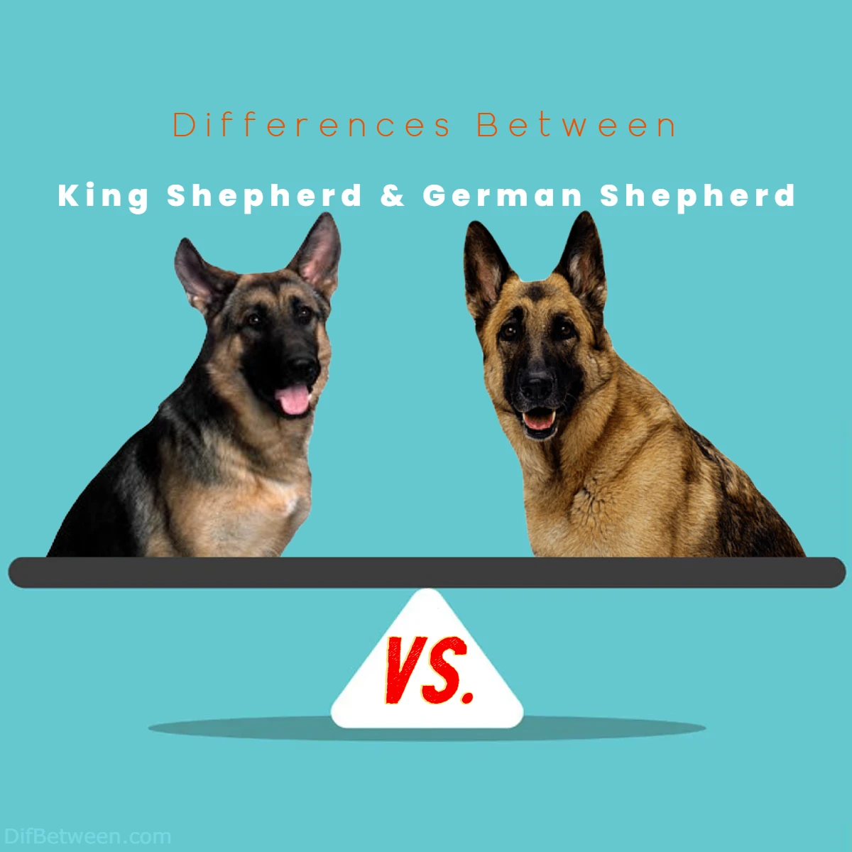 Difference Between German Shepherd and King Shepherd
