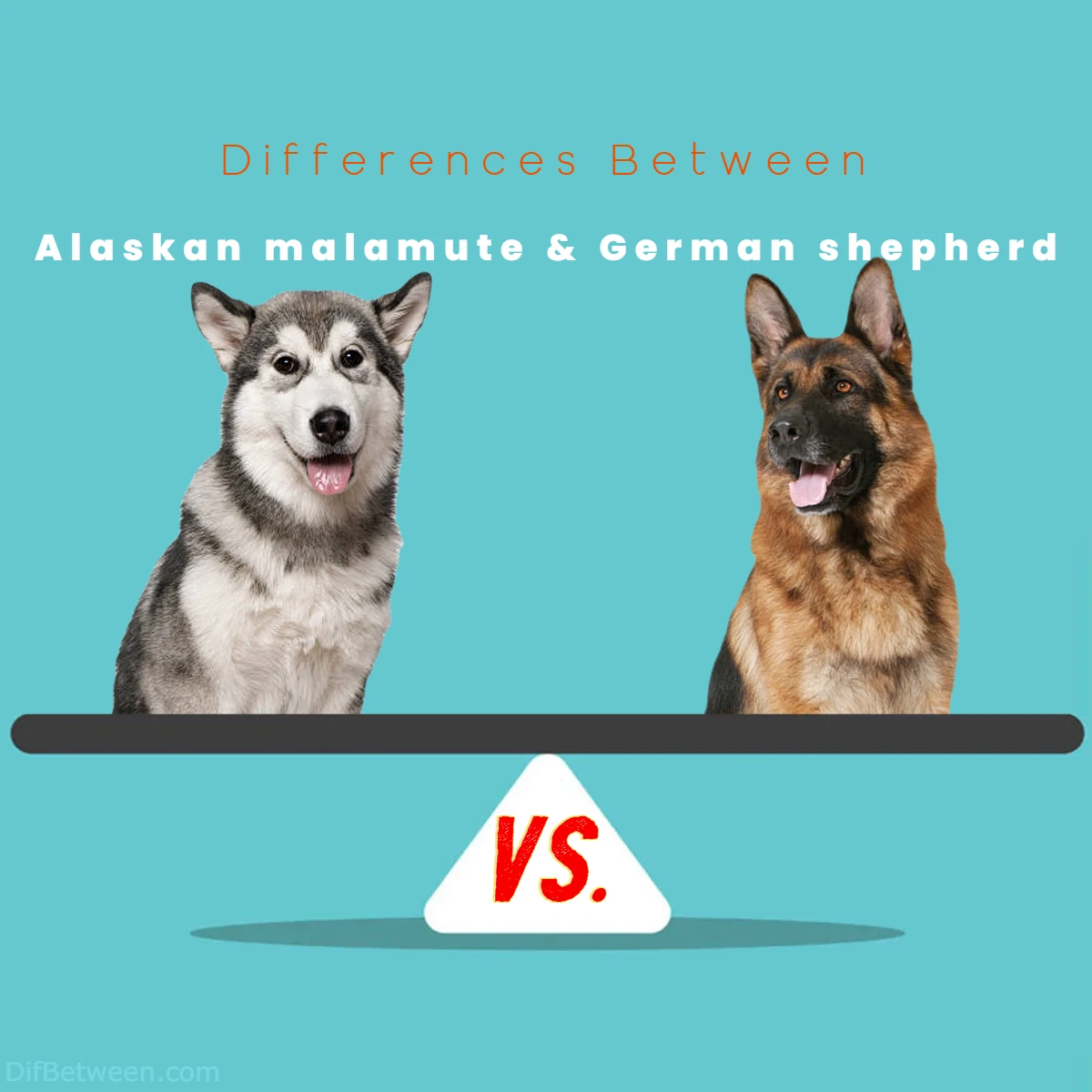 Difference Between German shepherd and Alaskan malamute