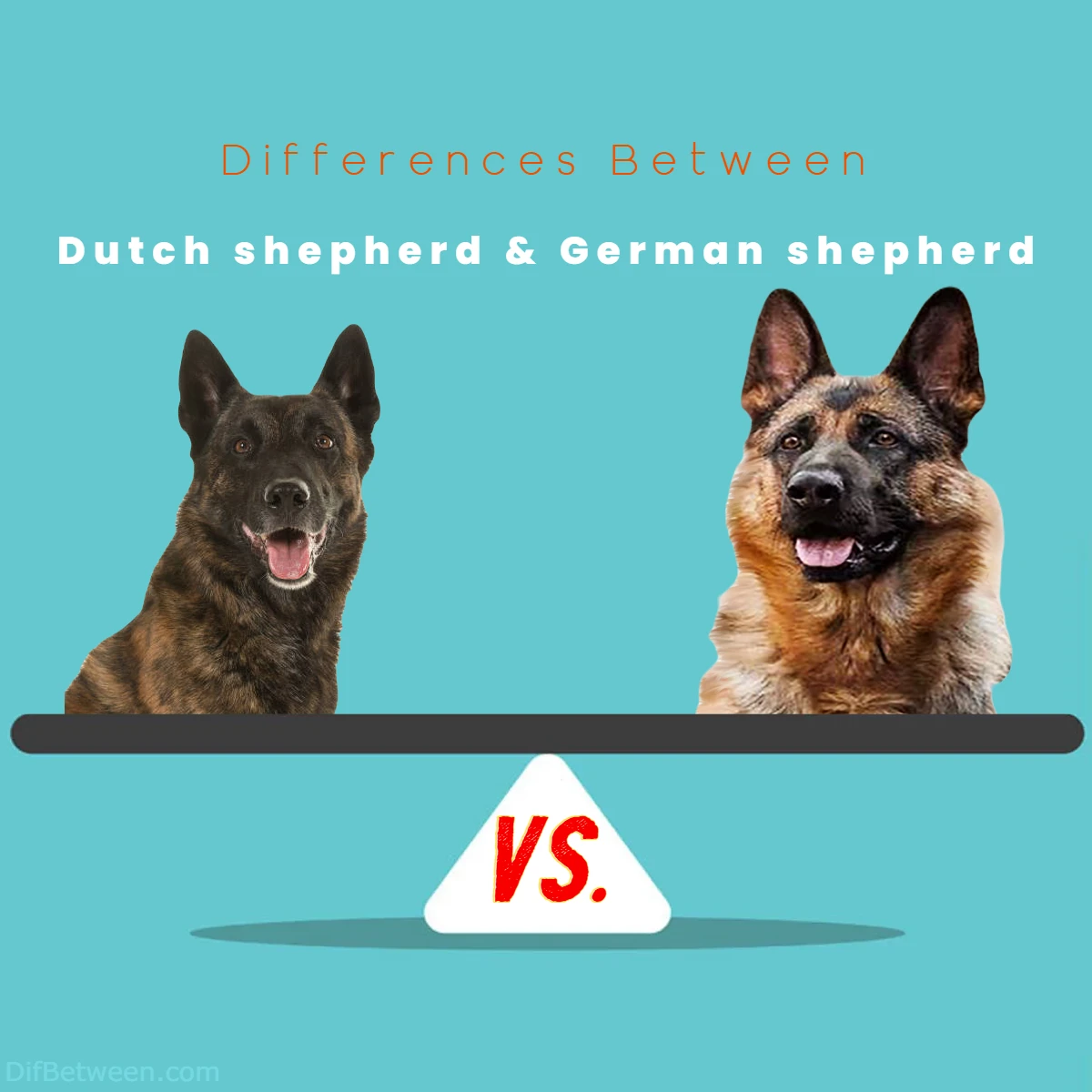Difference Between German shepherd and Dutch shepherd