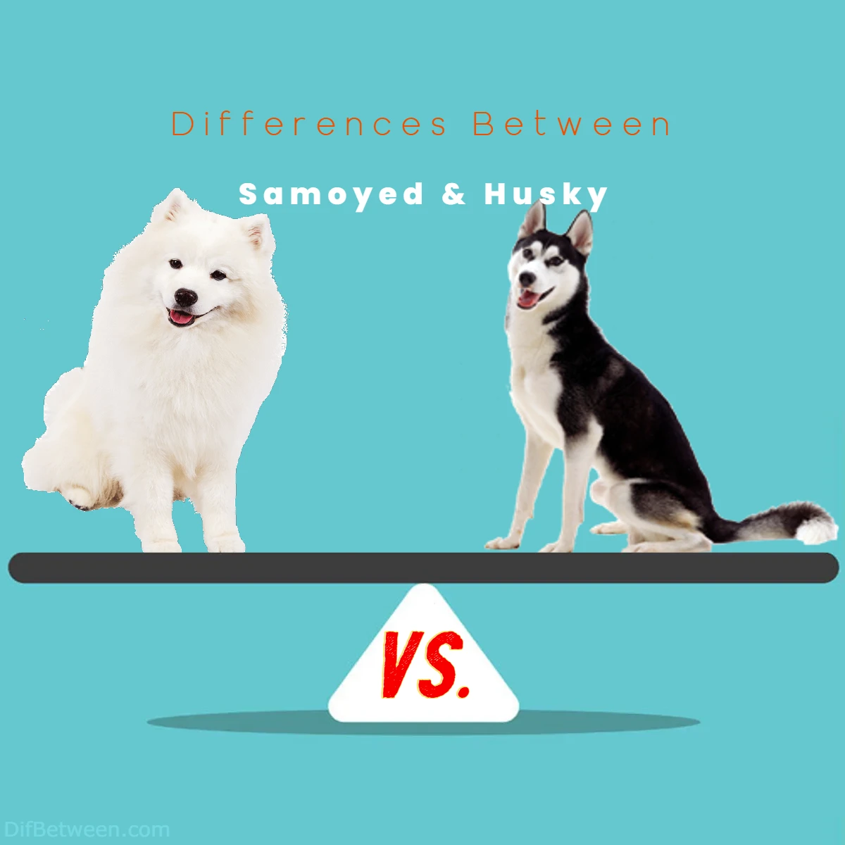 Difference Between Husky and Samoyed