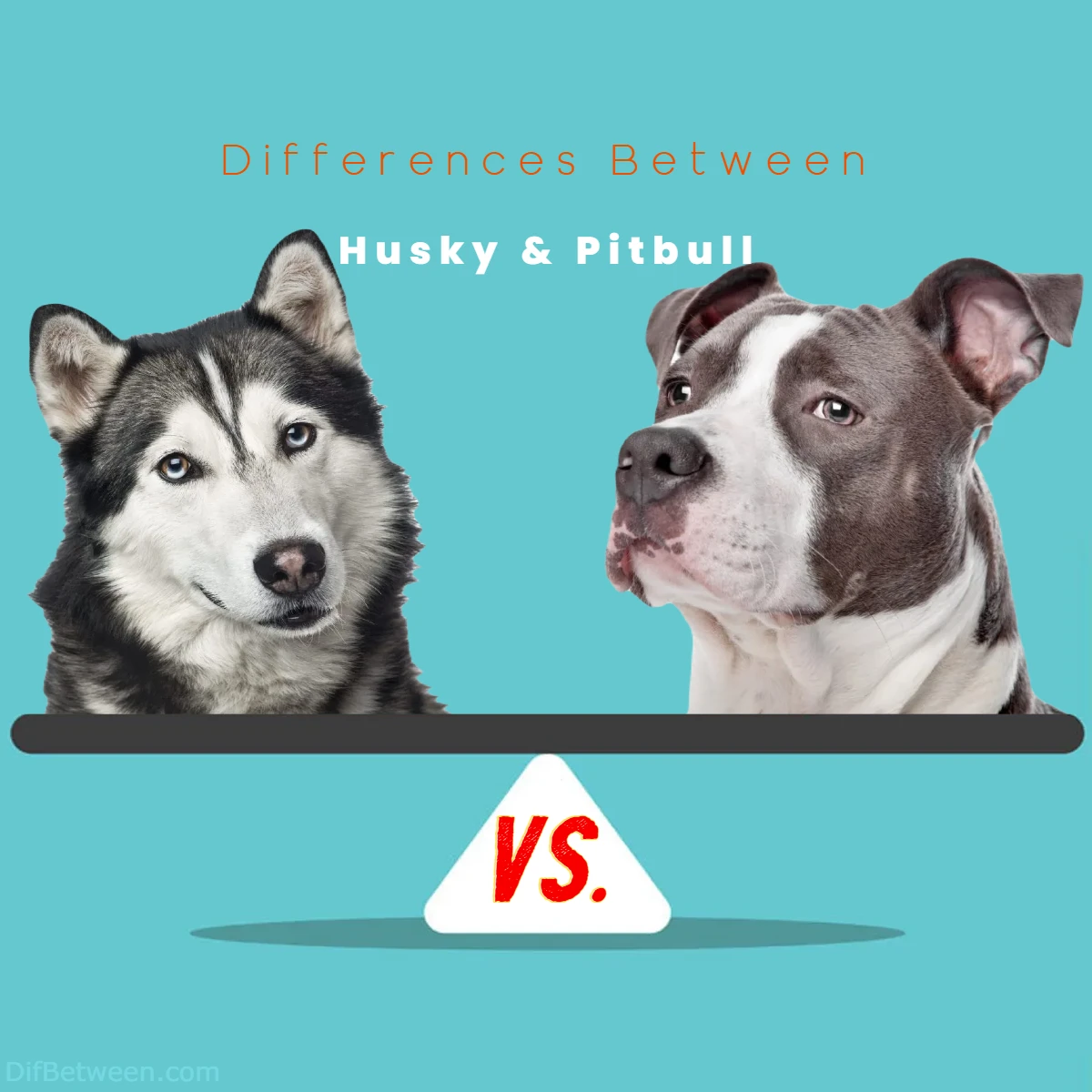 Difference Between Pitbull and Husky