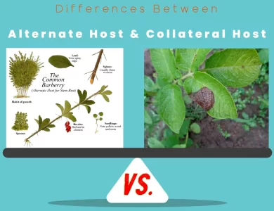 Differences Between Alternate Host vs Collateral Host