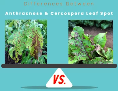 Differences Between Anthracnose vs Cercospora Leaf Spot