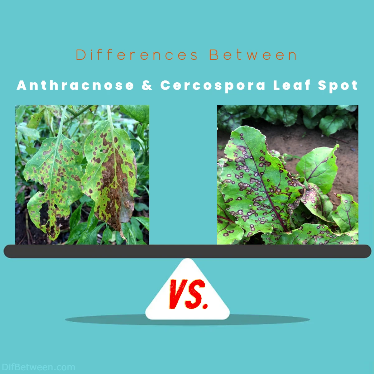 Anthracnose vs. Cercospora Leaf Spot Key Differences