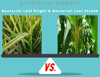 Differences Between Bacterial Leaf Blight vs Bacterial Leaf Streak