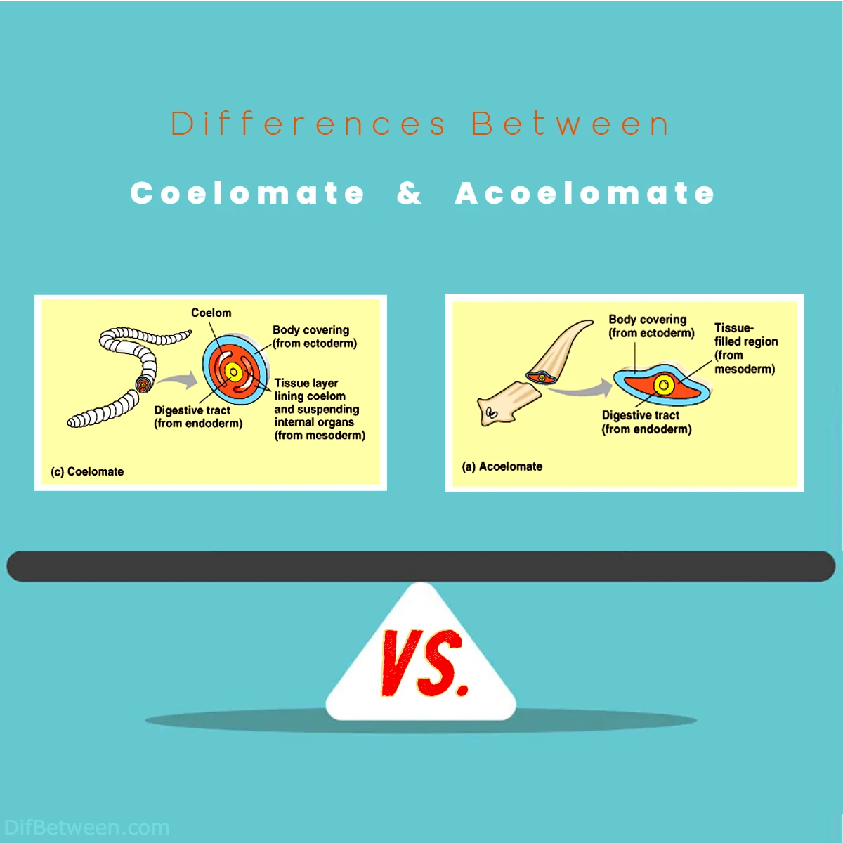 Differences Between Coelomate vs Acoelomate