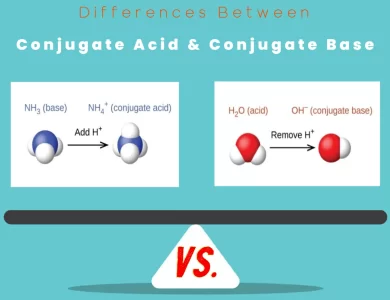 Differences Between Conjugate Acid vs Conjugate Base