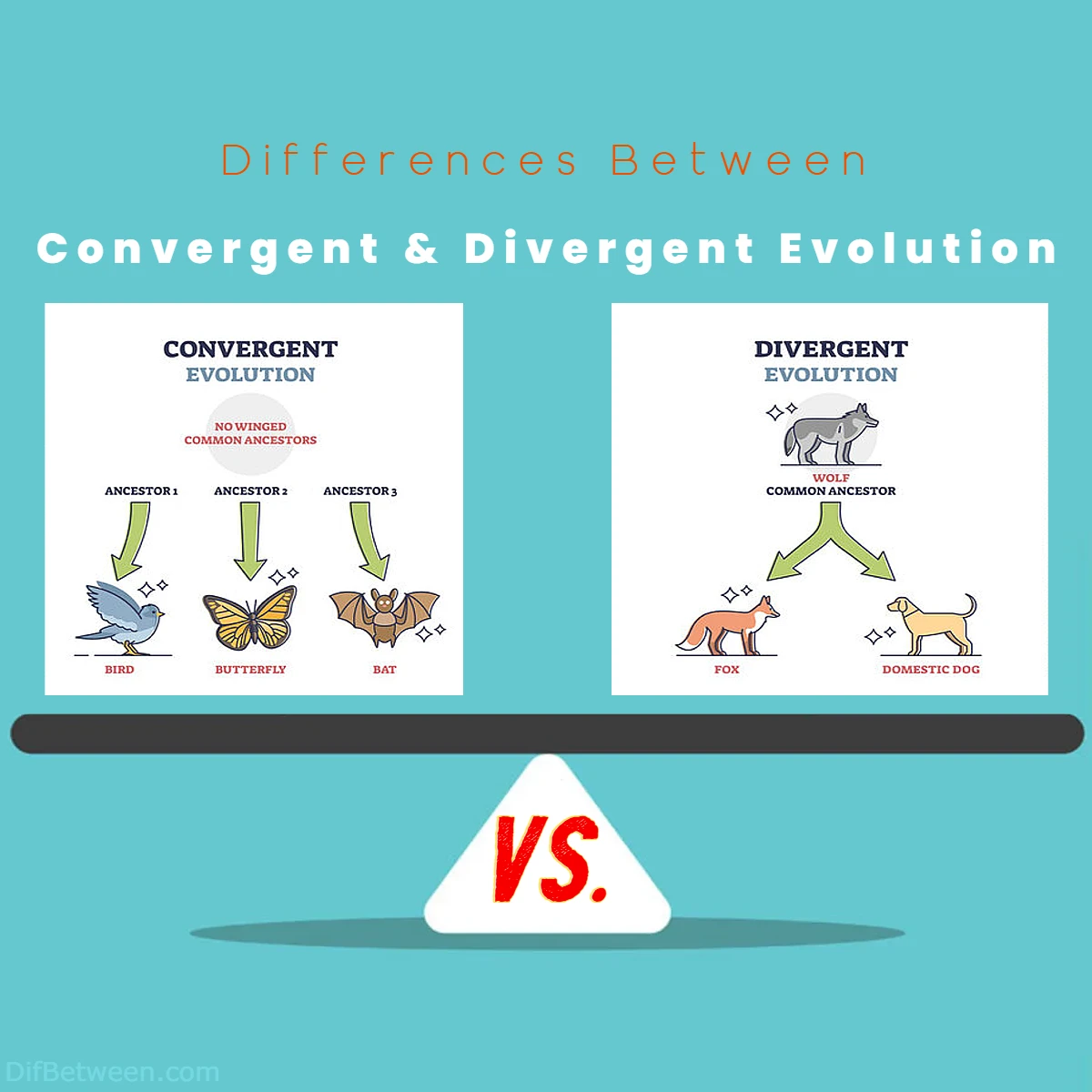 Differences Between Convergent vs Divergent Evolution
