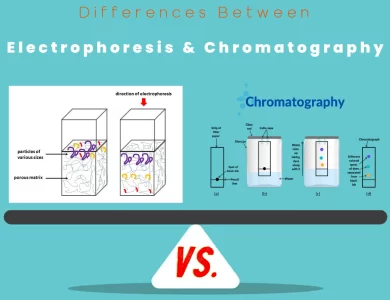 Differences Between Electrophoresis vs Chromatography