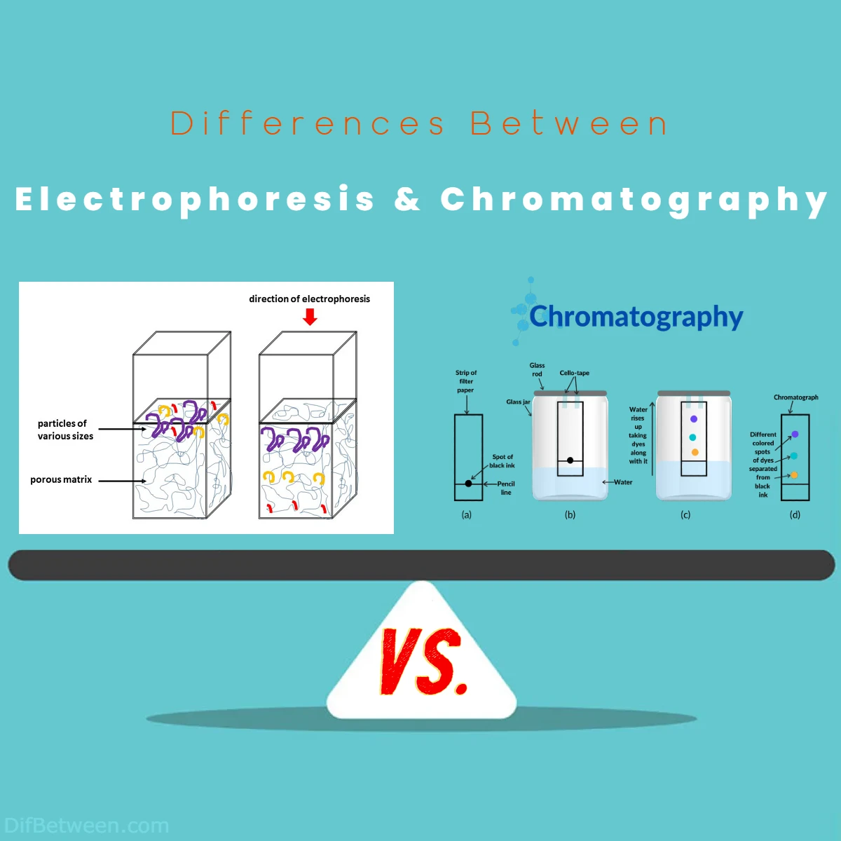 Differences Between Electrophoresis vs Chromatography