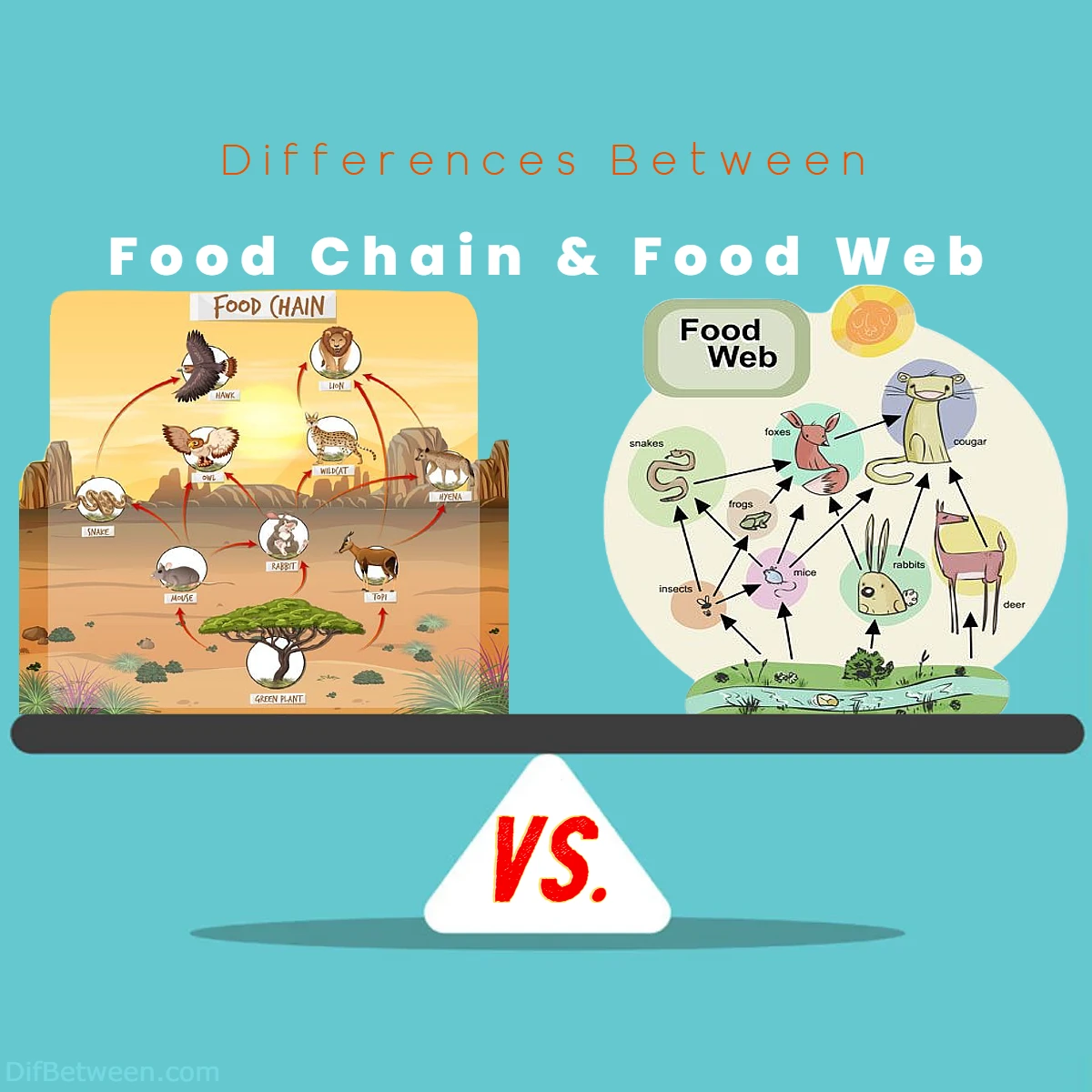 Differences Between Food Chain vs Food Web