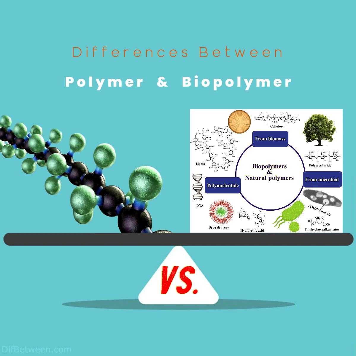 Differences Between Polymer vs Biopolymer