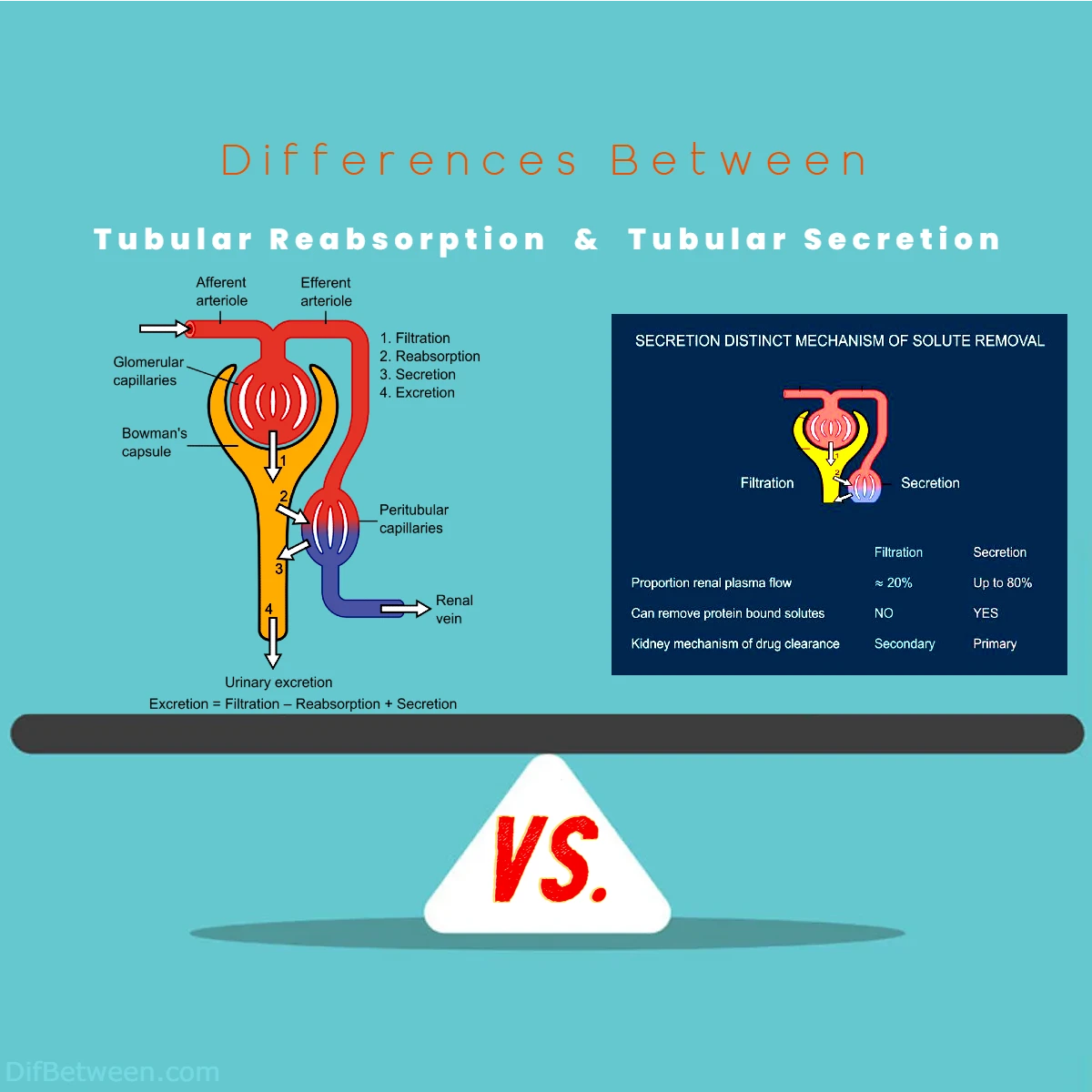Differences Between Tubular Reabsorption vs Tubular Secretion