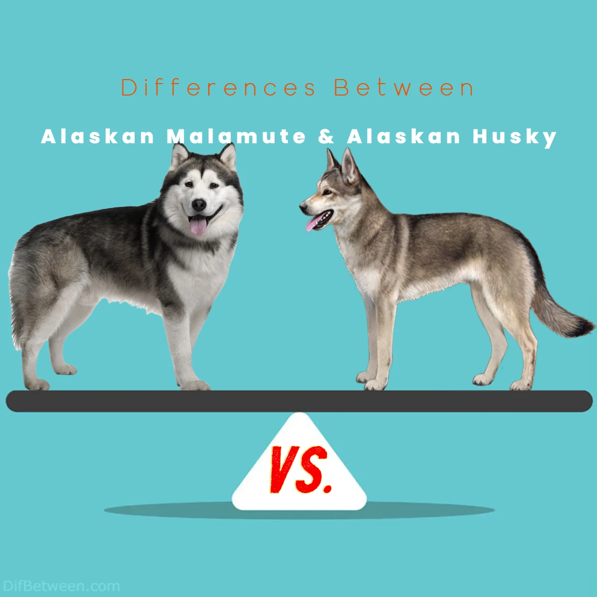 difference between Alaskan Husky and Alaskan Malamute