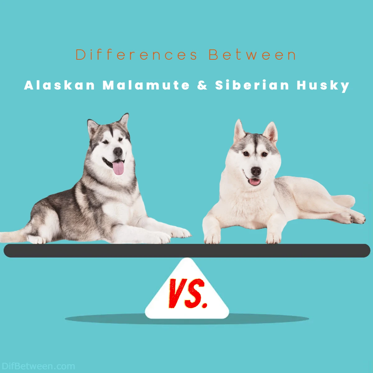 difference between Siberian Husky and Alaskan Malamute