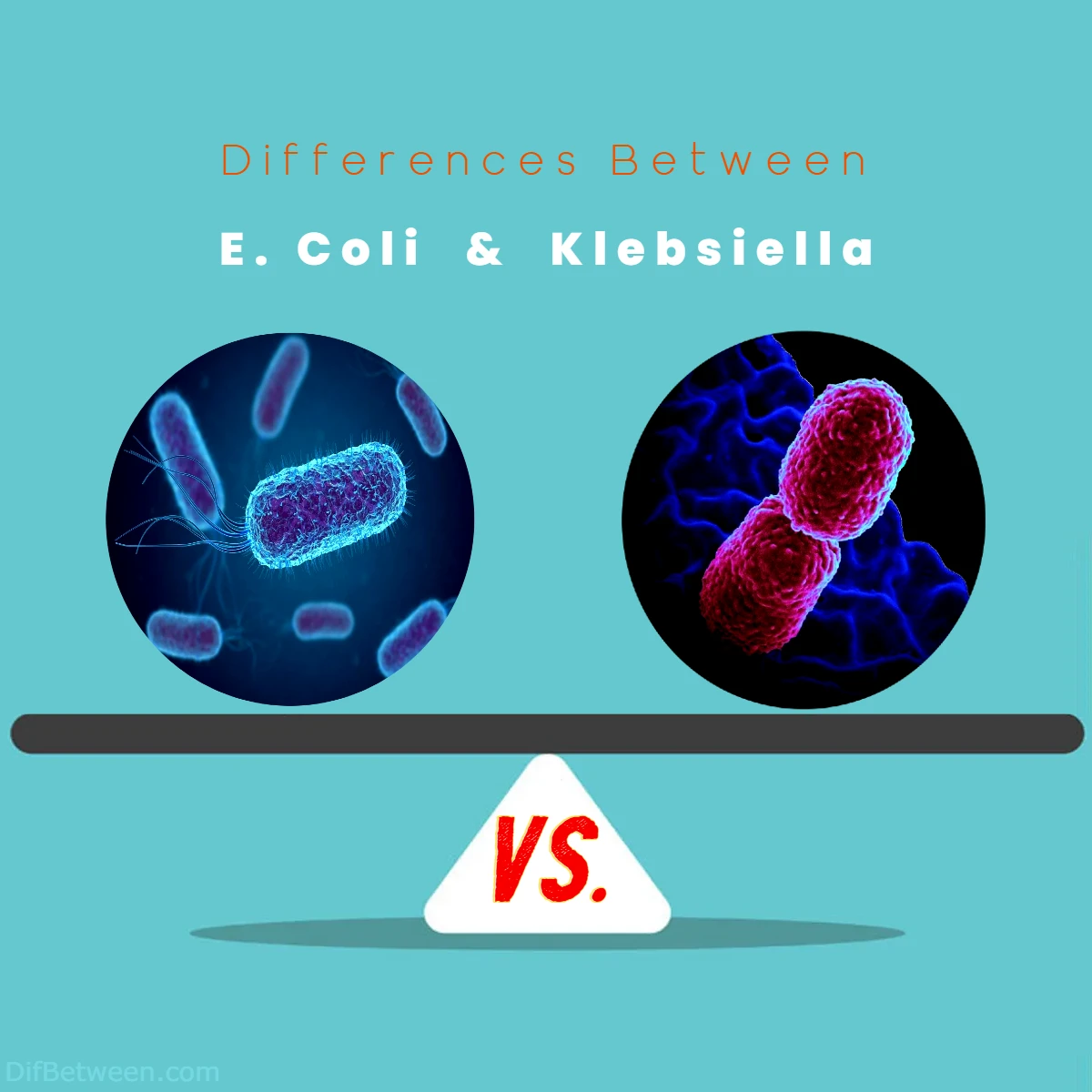 Differences Between E Coli vs Klebsiella