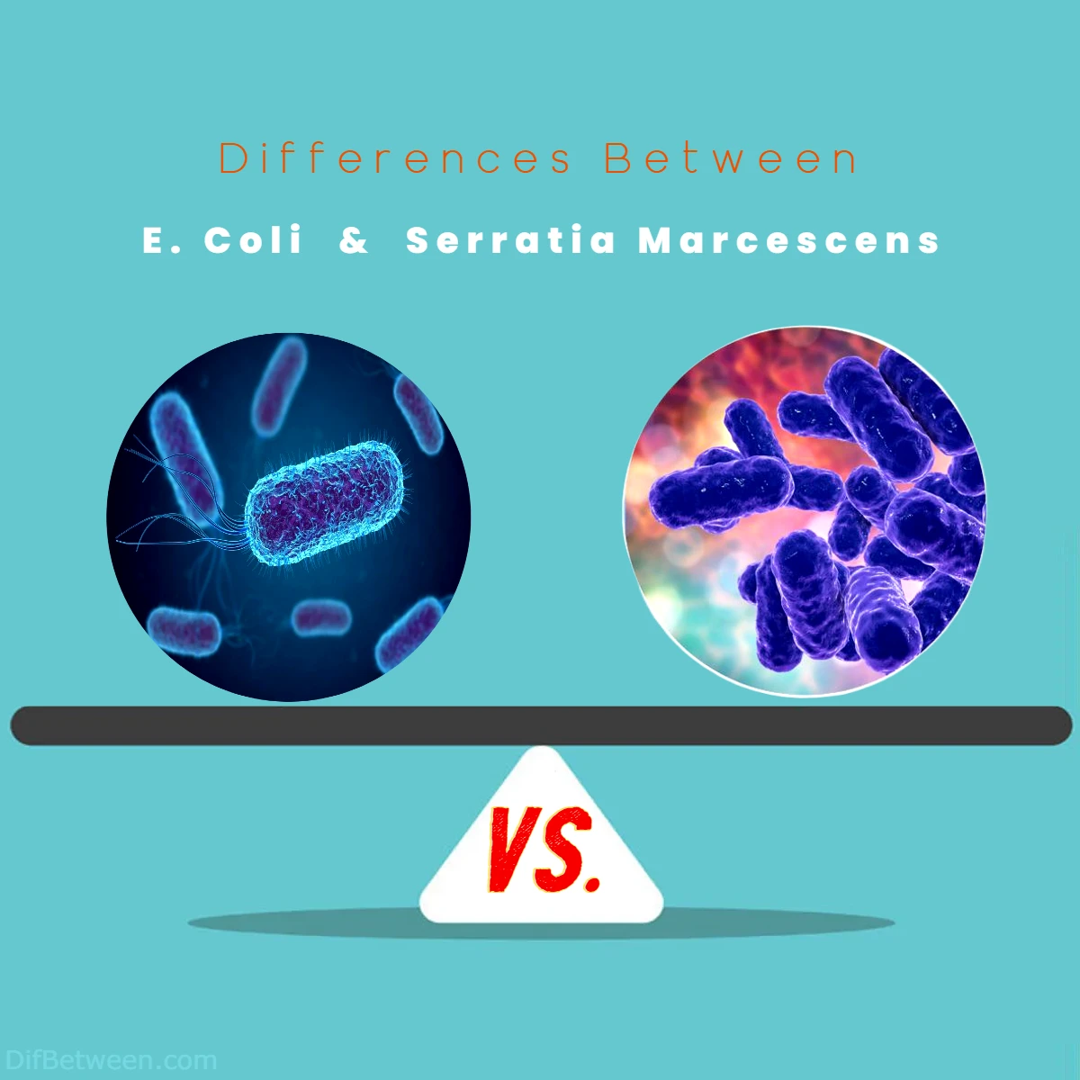 Differences Between E Coli vs Serratia Marcescens