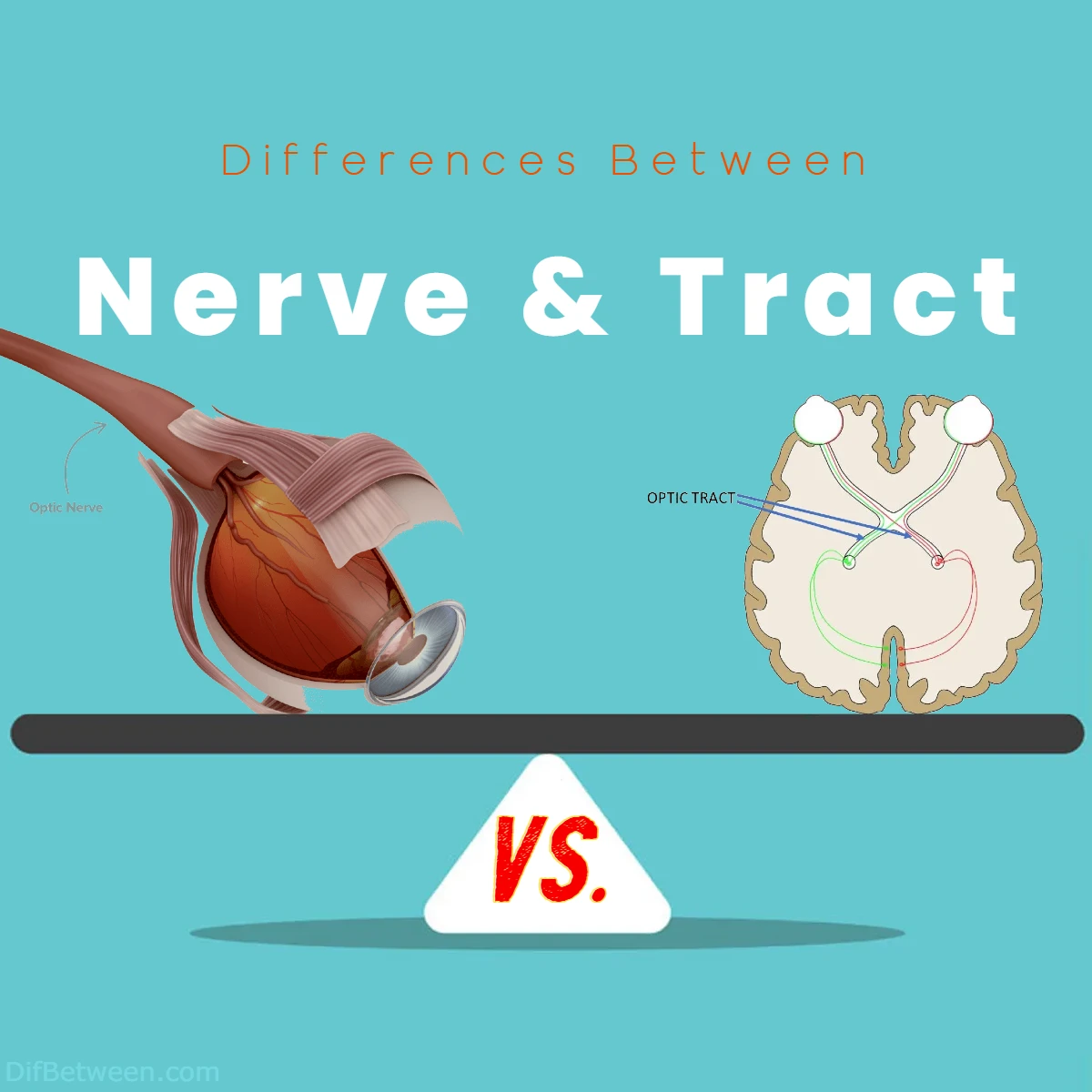 Difference Between Nerve and Tract