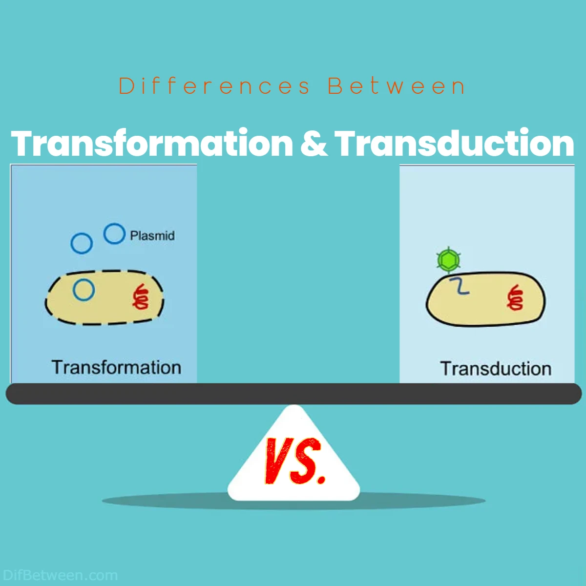 Difference Between Transformation and Transduction