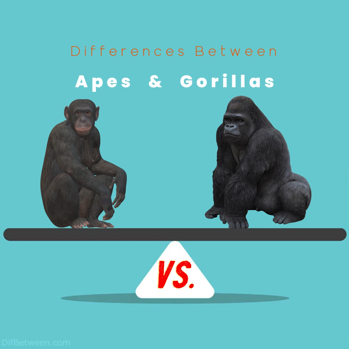 Difference Between Apes and Gorillas