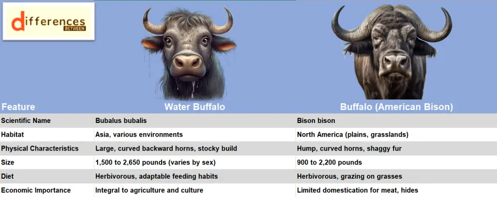 Explore the Key Contrasts: Water Buffalo vs. Buffalo