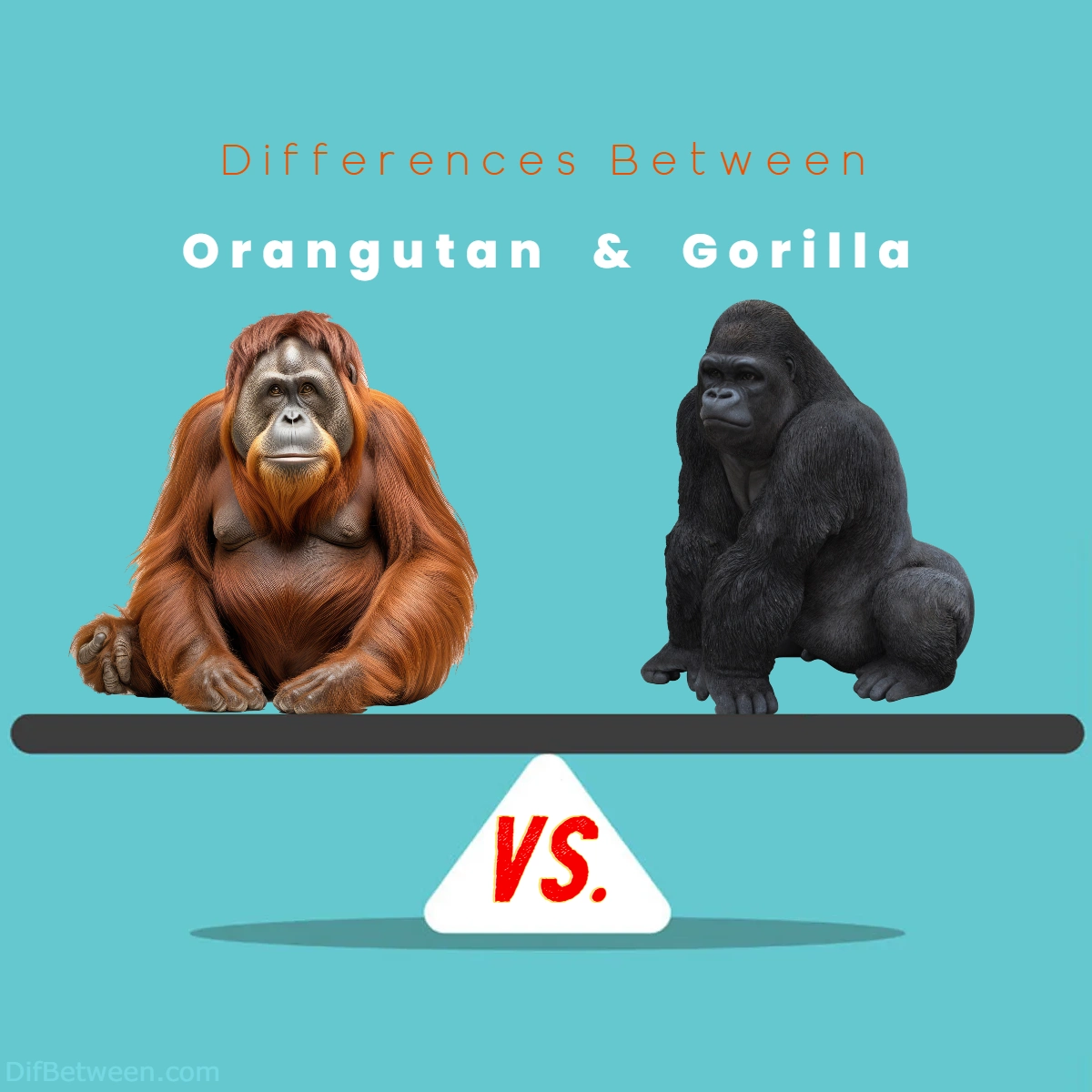 Difference Between Orangutan and Gorilla