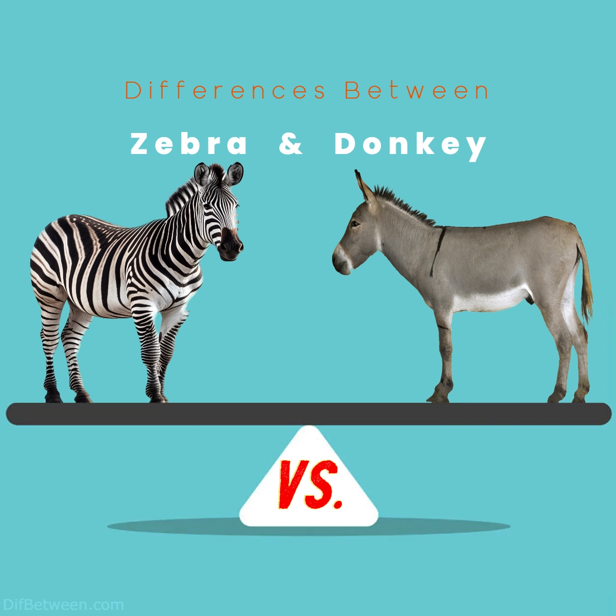 Difference Between Zebra and Donkey