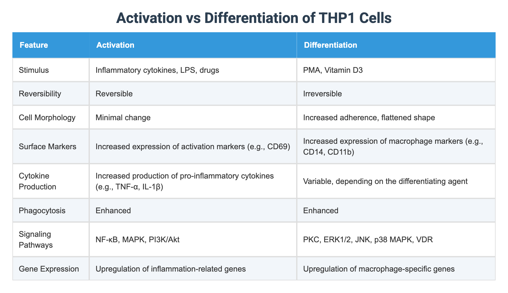 Activation vs Differentiation of THP1 Cells