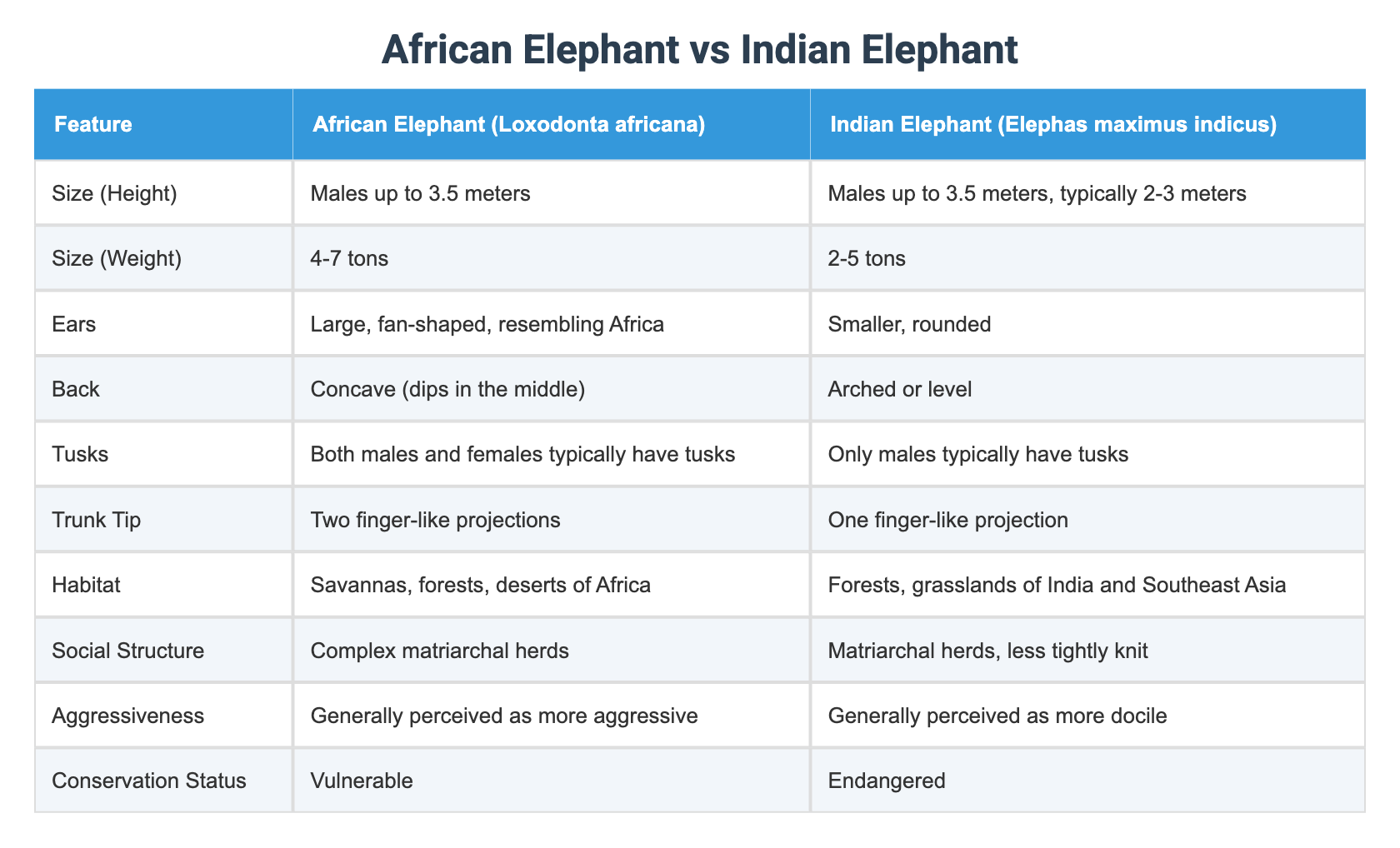 African Elephant vs Indian Elephant