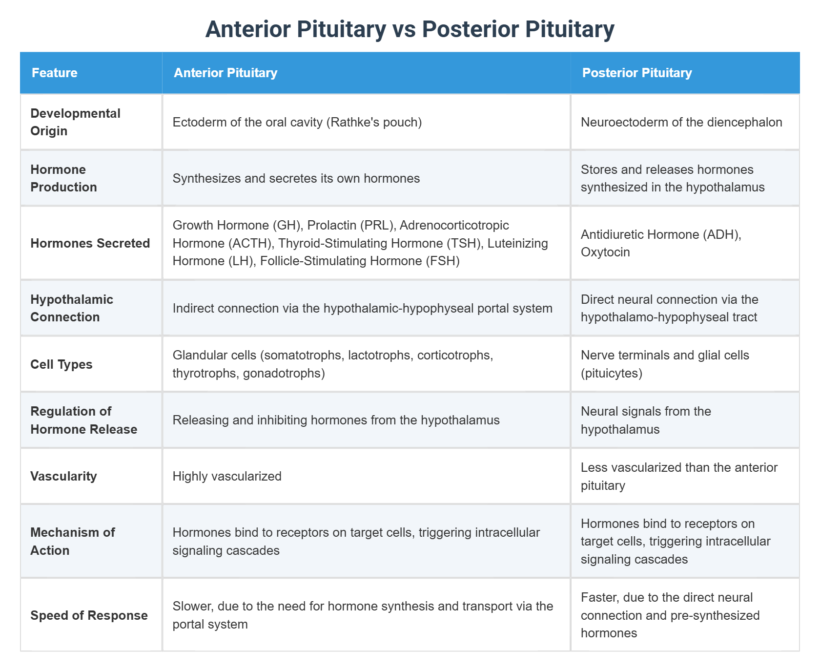 Anterior Pituitary vs Posterior Pituitary